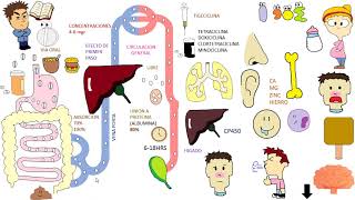 Antibioticos TETRACICLINAS [upl. by Eibob]