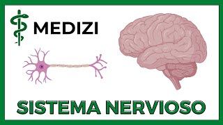 Sistema Nervioso Fácil  Generalidades NEURONA NEUROGLIA SINAPSIS [upl. by Yrod]