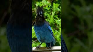 Stellers Jay  National Bird of British Columbia [upl. by Losiram]