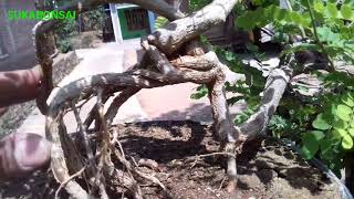 Bonsai saga adenanthera pavonina [upl. by Moor]