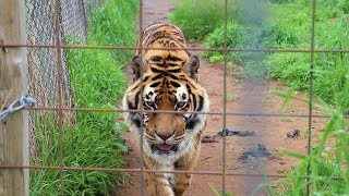 Visiting the BIG Cat zoo with Mom and my Family [upl. by Clint162]