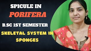 Spicule in Porifera Bsc 1st SemesterSkeletal system in sponges BSc 1st year1stsemester [upl. by Tomasz]