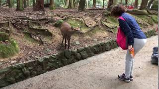 Nara Deer Bowing [upl. by Nyladnek298]