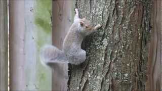 Eastern Grey Squirrel cant stop wagging its tail [upl. by Edlyn]