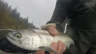 South Sound Adventure Fly Fishing for Sea Run Cutthroat and Resident Coho [upl. by Christiane]