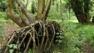 20190623 Riverside Walk Sible Hedingham Essex UK [upl. by Daniele]