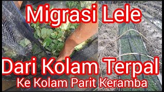 Migrasi Lele dari Kolam Terpal Ke Kolam Parit Keramba [upl. by Nylekcaj]