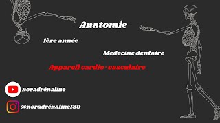 appareil cardiovasculaireAnatomie شرح بالدارجة [upl. by Lardner]