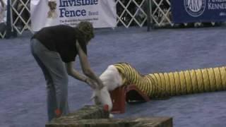 2009 Meet the Breeds Bedlington Terrier Earthdog Demo [upl. by Sausa108]