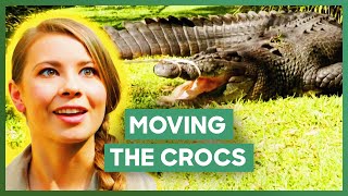 Australia Zoo Move A Cranky Crocodile Couple To A New Enclosure  Crikey Its The Irwins [upl. by Heinrich]