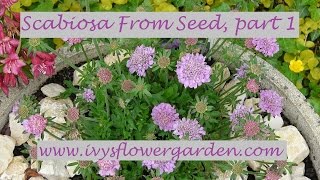 Scabiosa From Seed Part 1 [upl. by Udale]