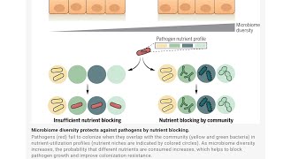 Come aumentare biodiversità microbiota intestinale per proteggersi da infezioni  Prof Fontana [upl. by Johannes]