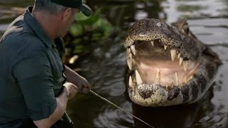 JE CAPTURE UN CAÏMAN et le relâche dans la nature  Cyril Chauquet [upl. by Kingdon]