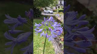 Agapanthus Purple Cloud aka African lillypurplecloudflower agapanthus aussiebuzz australia [upl. by Normand]