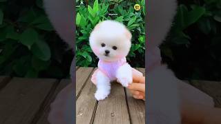 Order Now Pomeranian Dog Useful Products  Pomeranian puppies shorts video viral shorts pets [upl. by Abbi]