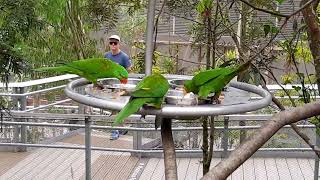 Scalybreasted Lorikeet  Bird Paradise Singapore [upl. by Bosch]