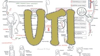 Urinary Tract Infection  Overview signs and symptoms pathophysiology causes and treatment [upl. by Einnahc718]