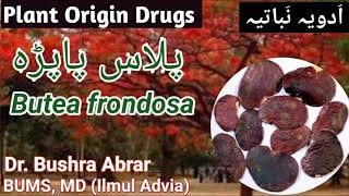 Plant origin Drugs Butea frondosa پلاس پاپڑہ ٹیسو Introduction UnaniClass lecture [upl. by Frayne352]