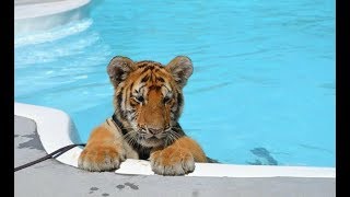 CUTEST Baby Tiger Videos That You Have To See  Cute Baby Animals [upl. by Airliah778]