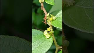 Ziziphus oenopolia Rhamnaceae family nature forestflower trending forestsflora [upl. by Htebaras]