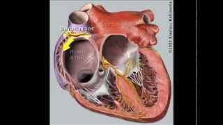 What is Supraventricular Tachycardia SVT [upl. by Whitcomb]