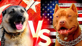 Pitbull VS Kangal  Turkish Kangal VS American Pitbull Terrier Comparison  ENIK [upl. by Ailices]