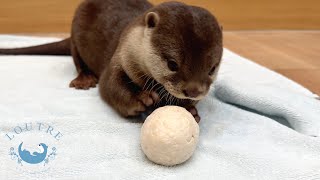 Otters Discover New Food [upl. by Angela]