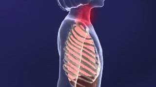 Intercostal MUscles animation YouTube [upl. by Chaiken]