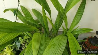 Palm GrassMolineria One of the prettiest plantComplete care Potting soil detailsPropagation [upl. by Rdnaskela]