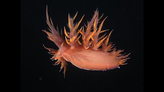 Swimming Giant Nudibranch [upl. by Akyssej]