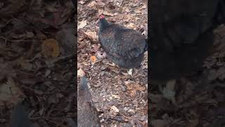 Black Barnevelder Chickens Looking For Bugs [upl. by Elaweda814]