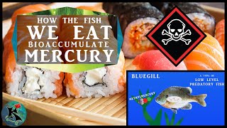 Bioaccumulation of Methylmercury into Fishes and Humans  Koaw Nature [upl. by Luciano959]