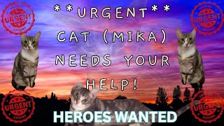 URGENTHELP SAVE A CATS LIFE cat catrescue humanitarian [upl. by Alded]