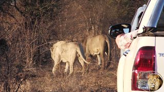 Casper The White Lion And Brothers are World Famous [upl. by Dene]