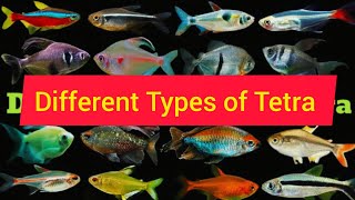 Types of Tetra Fish ll Unique and Common Tetra Fish ll Best Tetra for you [upl. by Limay]