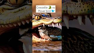 crocodilevsploverbird crocodile plover facts allahkiqudrat allahkishaan eshaalnaat shorts [upl. by Haldi115]