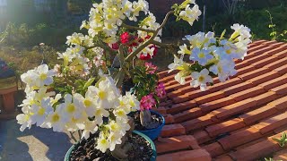 rosadodeserto  as plantas da laje estão vindo com essa floração 😱dicasincriveis flores plantas [upl. by Brendan]