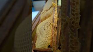 Preventing Wonky Comb amp Why Flow Hive doesn’t provide foundation Pt 1 flowhive beekeeping bees [upl. by Eire638]