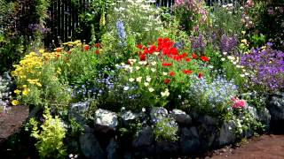 How to Make Cant Go Wrong Plant Combinations [upl. by Gilus]