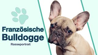 Französische Bulldogge im Rasseportrait  Ein Charmeur mit Kulleraugen [upl. by Walston]