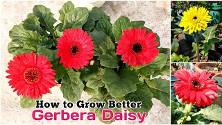 5 Things You Must Know To Grow Gerbera  How To Grow amp Care Gerbera Plant  Care of Gerbera plant [upl. by Areval]