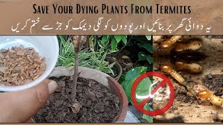 Save Dying Plants From Termites  اپنے پودوں کو دیمک سے بچائیں gardening [upl. by Evonne]