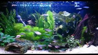 Amazing Aquarium HD Screensaver [upl. by Nahama508]