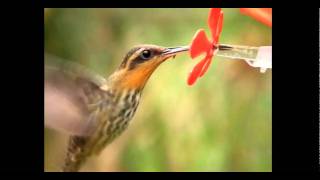 Hummingbirds Feeding In Super Slow Motion [upl. by Naeruat]