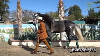 rancho los jimenez caballo mayo [upl. by Enneirda]