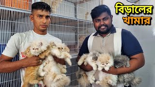 Persian Cat Price In Bangladesh  Cat Price In BD 2024  আসোল পার্সিয়ান বিরালের দাম জানুন [upl. by Zachariah]