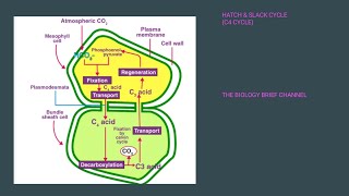 PHOTOSYNTHESIS PART 4 C4 CYCLE FACTORS AFFECTING PHOTOSYNTHESIS BOARD NEET CUET OLYMPIAD EXAMS [upl. by Amador224]