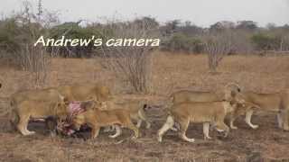 Cubs killed by dominant lioness [upl. by Jacobah]