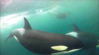 Winterwatch 2024  Orcas in Orkney [upl. by Cloutman]