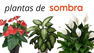 plantas de SOMBRA de fácil cultivo🌱🪻 [upl. by Anahsed]